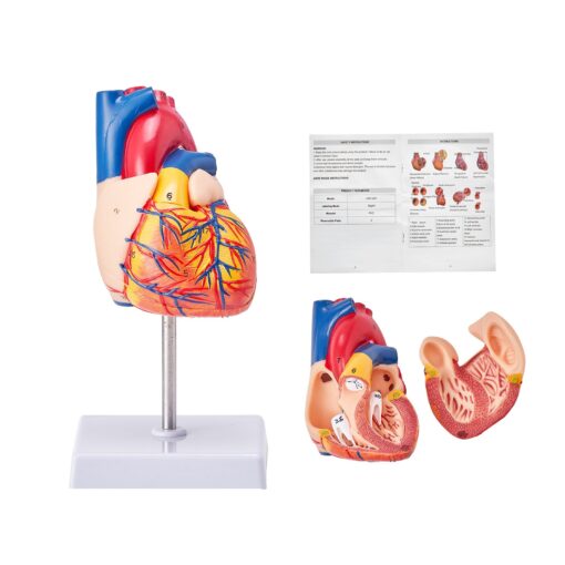 VEVOR anatomiskais cilvēka sirds modelis
