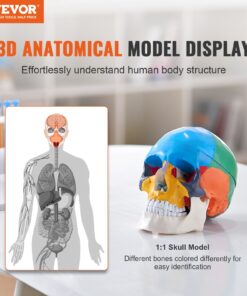 Съемная Раскрашенная Анатомическая Модель