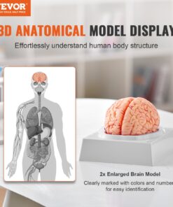 Life-Size 1:1 Scale 9-Part Anatomical Brain with Labels & Display Base