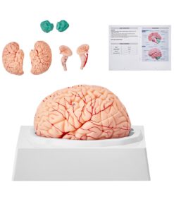 VEVOR 3D Human Brain Model