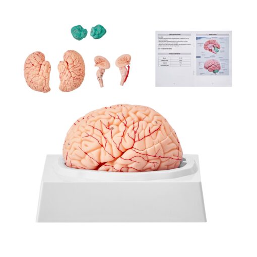 VEVOR 3D Human Brain Model