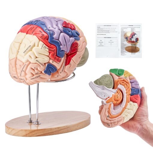 VEVOR 3D Human Brain Anatomical Model