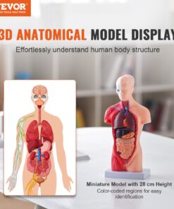 15-Part Detachable Educational Skeleton with Removable Organs