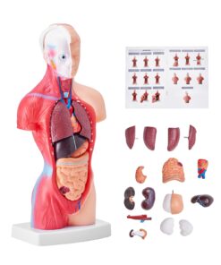 VEVOR 28 cm (11 inch) Human Torso Anatomy Model