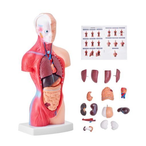 VEVOR 28 cm 11 inch Human Torso Anatomy Model