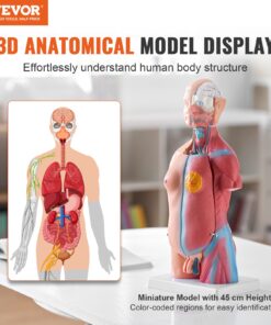 45 cm (18 inch) Unisex Anatomical Skeleton