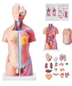 VEVOR 3D Human Torso Anatomy Model with 23 Detachable Parts