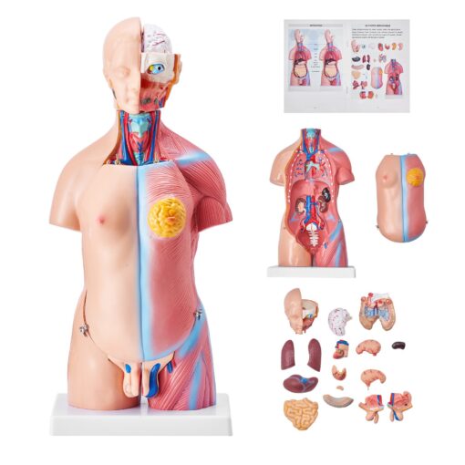 VEVOR 3D Human Torso Anatomy Model with 23 Detachable Parts