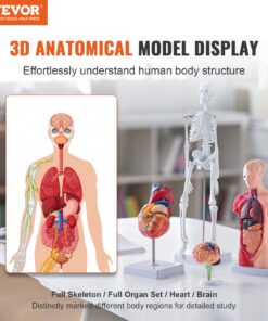 4-Piece Educational Kit with Brain