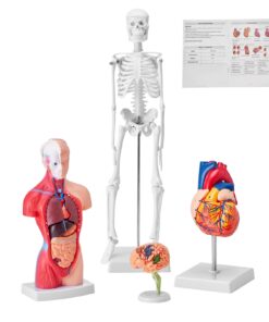 Набор 3D Моделей Анатомии Человека VEVOR
