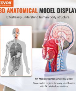 Life-Size (1:1) for Educational and Professional Use