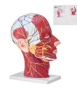 VEVOR 3D Human Half Head and Neck Anatomical Model with Superficial Neurovascular and Musculature