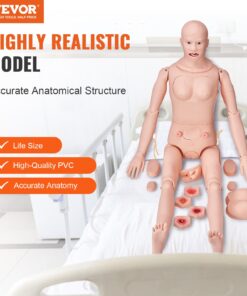 Male/Female Anatomical Model